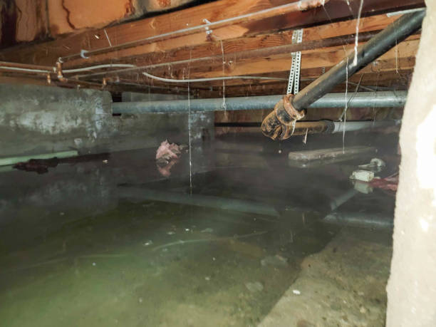 Best Mold Prevention and Remediation in West Hills, NY